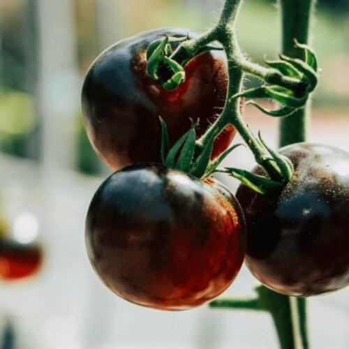 Pomidor INDIGO ROSE nasiona