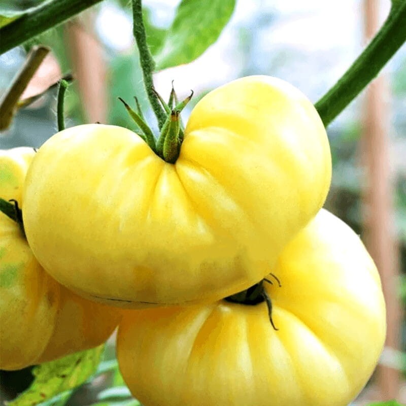 Pomidor WHITE BEEFSTEAK nasiona (1).jpg