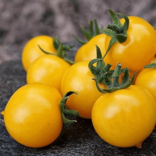 Pomidor OLA POLKA nasiona 1g