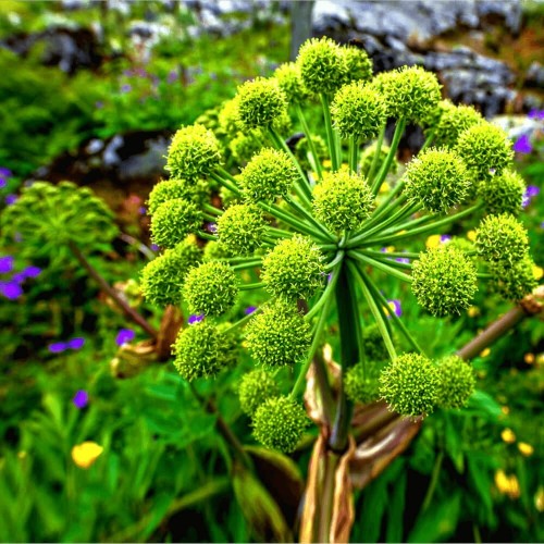 Arcydzięgiel litwor nasiona 0,5g