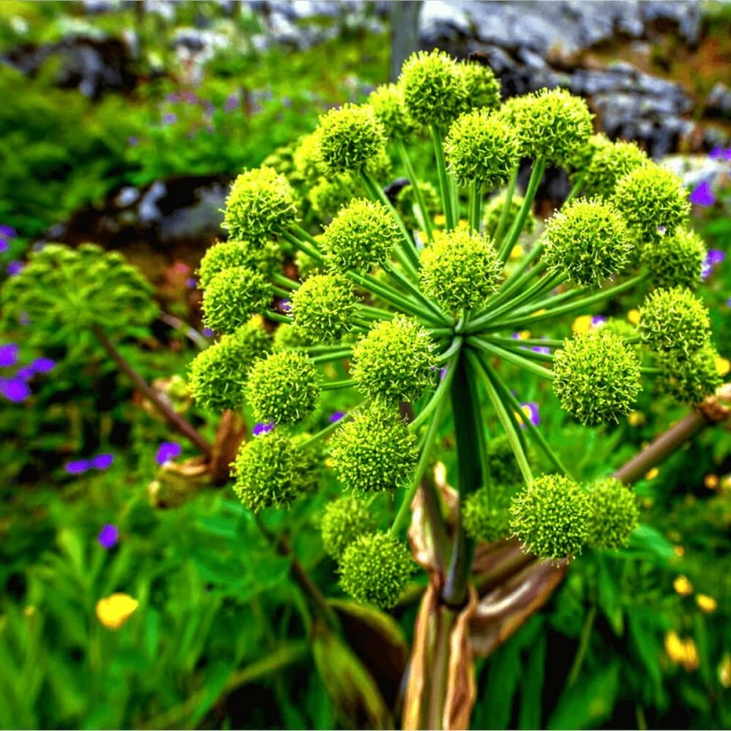 Arcydzięgiel litwor (Angelica archangelica) nasiona 0,5g (2).jpg