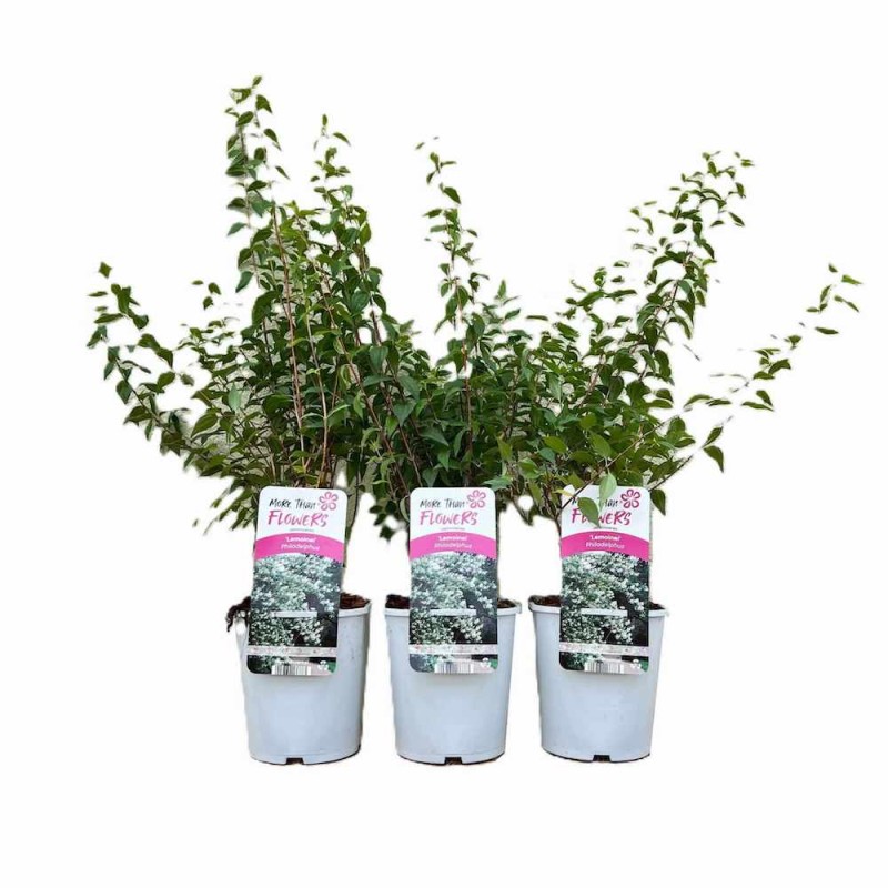Jasminowiec-LEMOINEI-Philadelphus-Sadzonka-C2-1.jpg