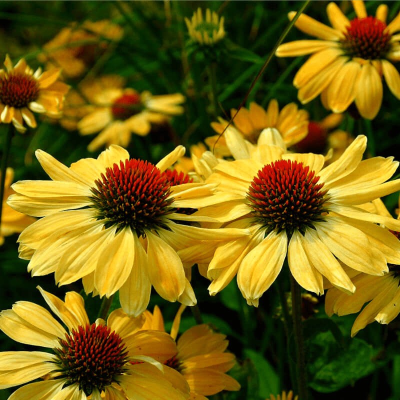 Jezowka-Zolta-Echinacea-purpurea-nasiona.png (1).png