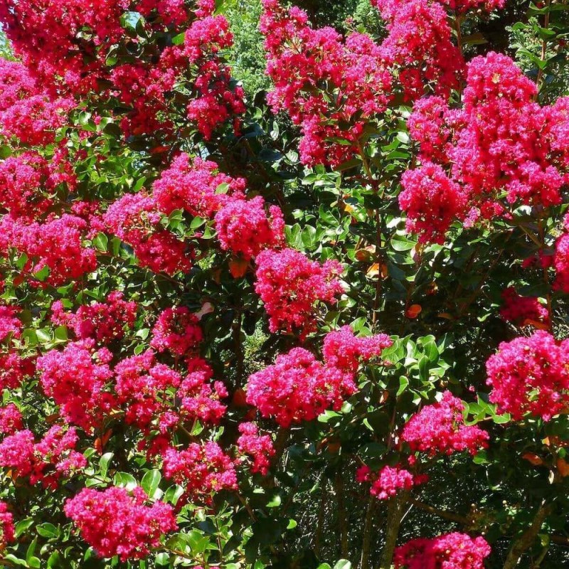 Lagerstroemia-indica-Purpure-uprawa-w-gruncie.jpg