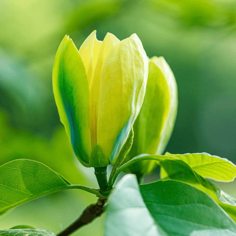 Magnolia-Blue-Opal-Magnolia-acuminata-Sadzonka-C5-2 (1).png