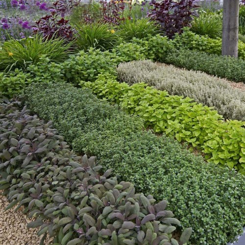 Ogród ziołowy na wiele lat 1g