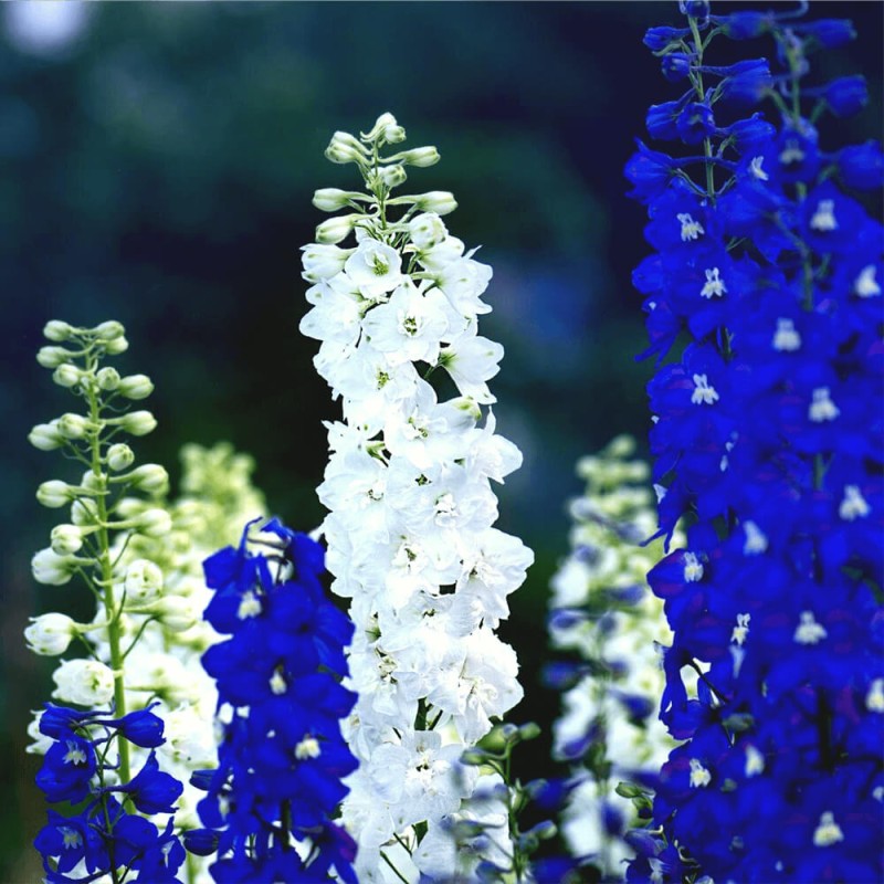 Ostrozka-trwala--mieszanka-nasiona-0%2C5g-1 (1).png