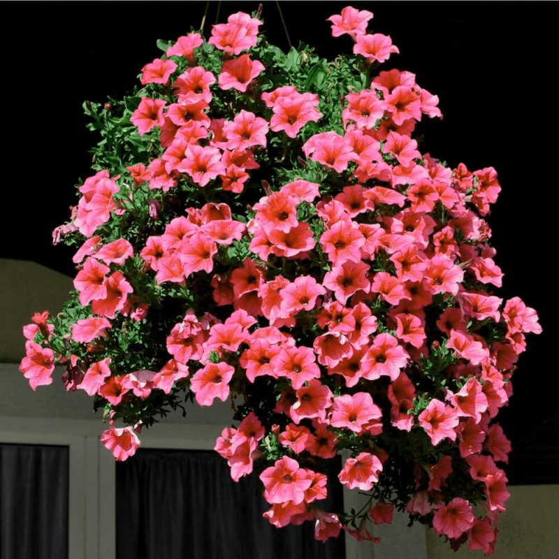 Petunia-ogrodowa-Kaskada-lososiowa-0%2C02-nasiona-LUX (1).png