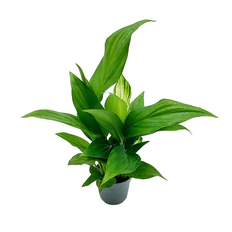 Skrzydłokwiat Pearl Cupido sadzonka cena