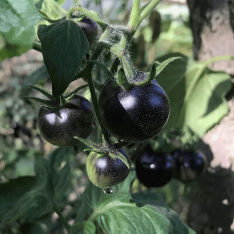 Pomidor-Czarny-BLACK-CHERRY-Koktajlowy-2 (1).jpeg