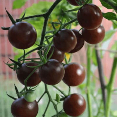 Pomidor Czarny BLACK CHERRY Koktajlowy nasiona 0,2g