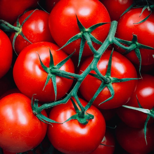 Pomidor FAWORYT Wielkie Owoce nasiona XXL 10g