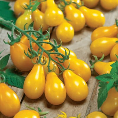 Pomidor YELLOW PEARSHAPED nasiona 0,2g