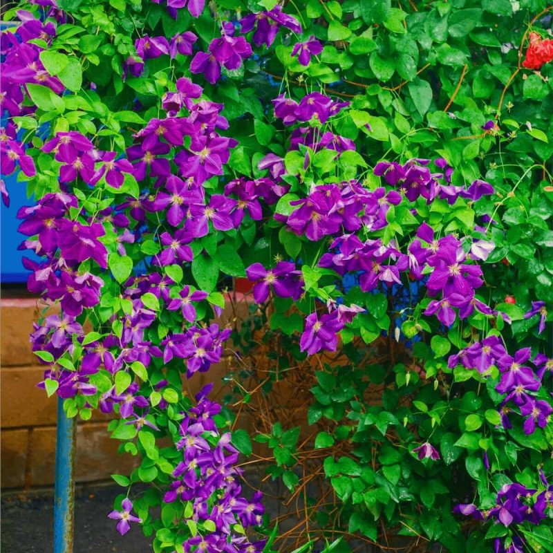 Powojnik-Sweet-Summer-Love-Pbr-Clematis-Sadzonka-C2-3 (1).jpg