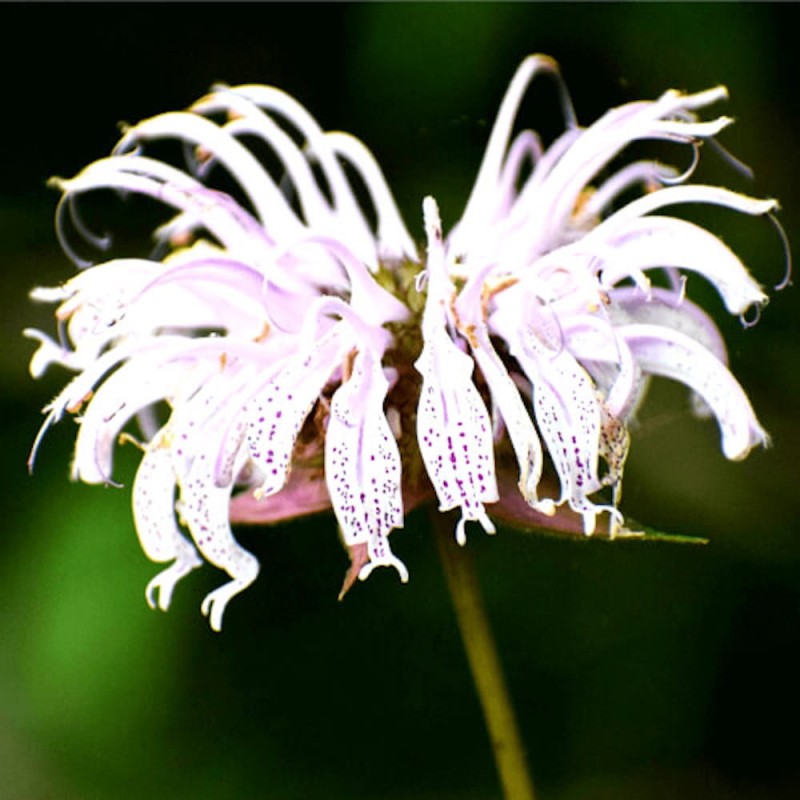 Pysznoglowka-Bee-Bright-Monarda-Sadzonka-P9-2 (2).jpeg