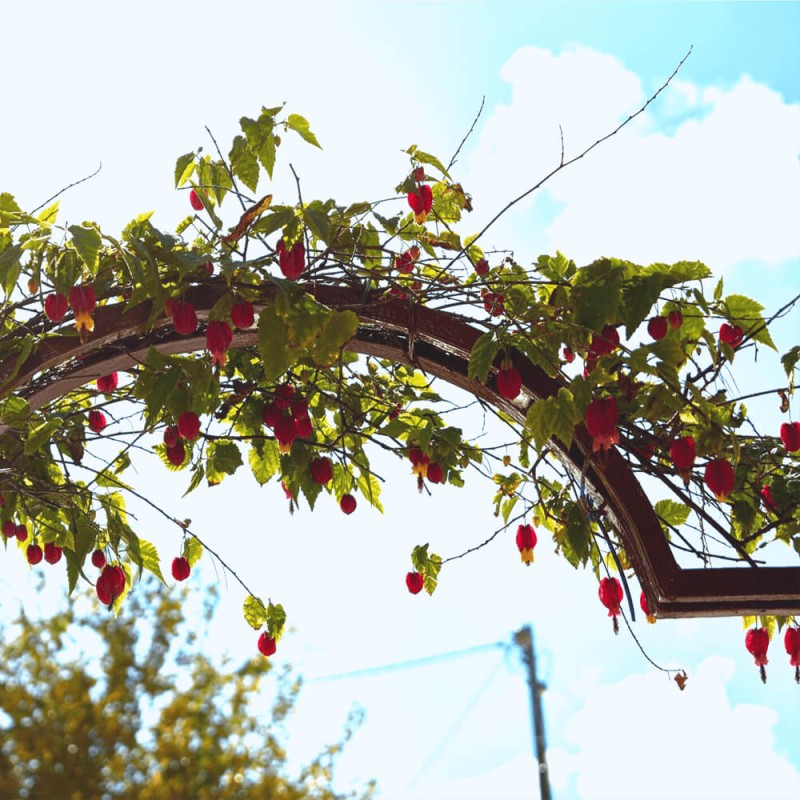 Rodochiton-fioletowy-nasiona-6-sztuk-1 (1).png