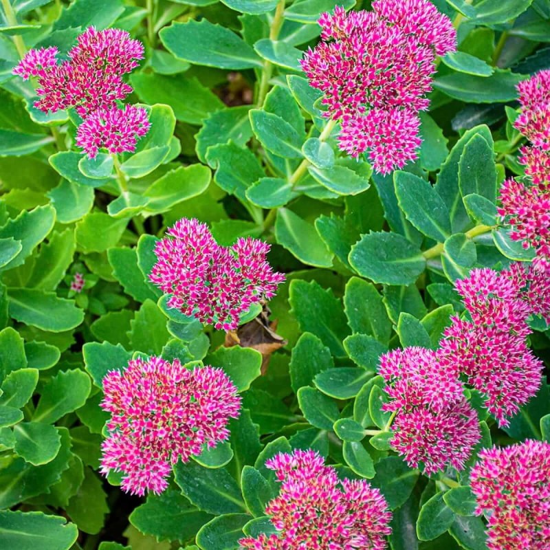 Rozchodnik-Mr.-Goodbud-Sedum-Sadzonka-C1-2 (1).jpg