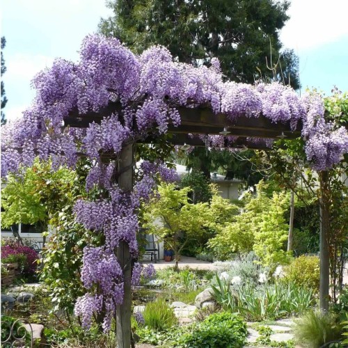 Wisteria Chińska Southern Belle 3 letnia sadzonka 60-80Cm