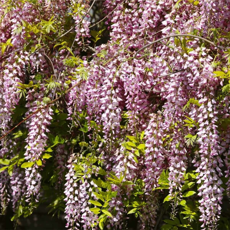 Wisteria-Glicynia-Kwiecista-Kuchi-beni-Wisteria-floribunda-3Letnia-Sadzonka-60-90Cm-2 (1).jpg