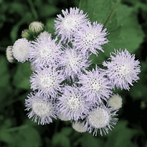 Żeniszek meksykański biały nasiona 0,3g