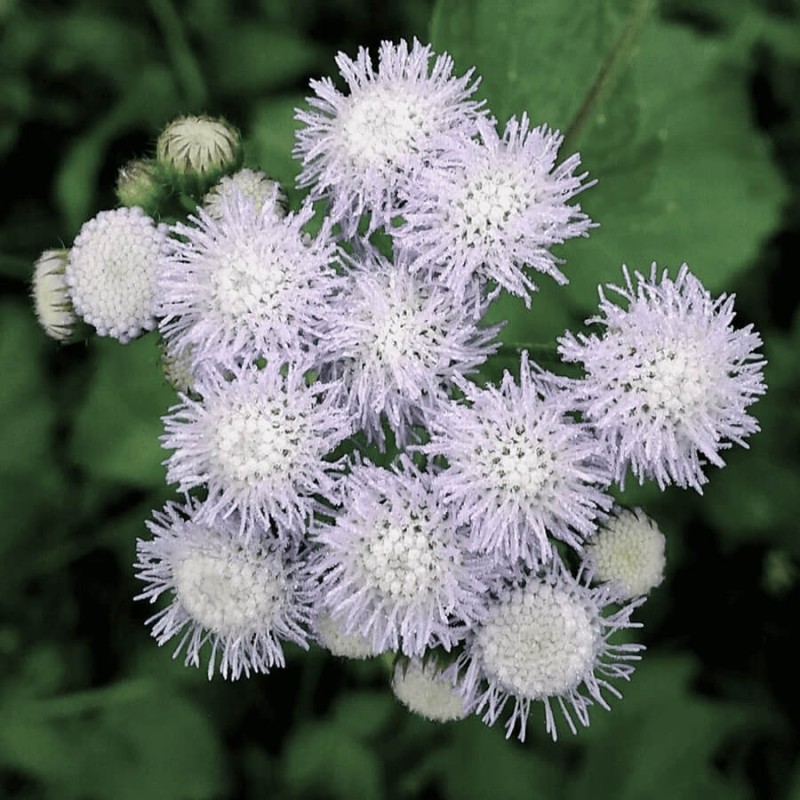 Zeniszek-meksykanski%2C-bialy-nasiona-0%2C3g (1).png