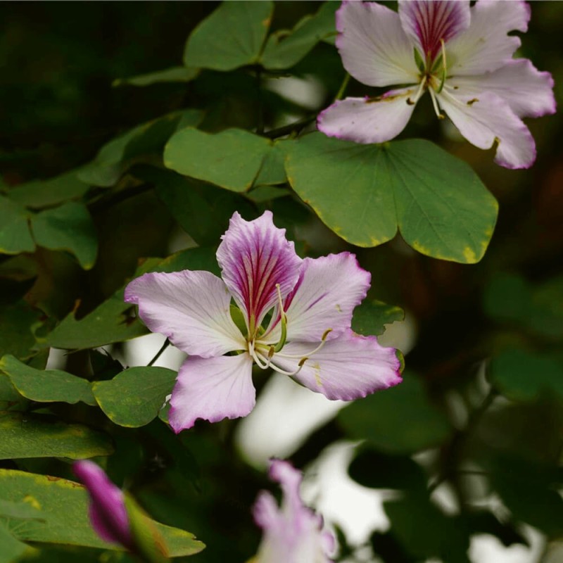 Drzewo-Storczykowe-Bauhinia-variegata-nasiona-6g-1.png