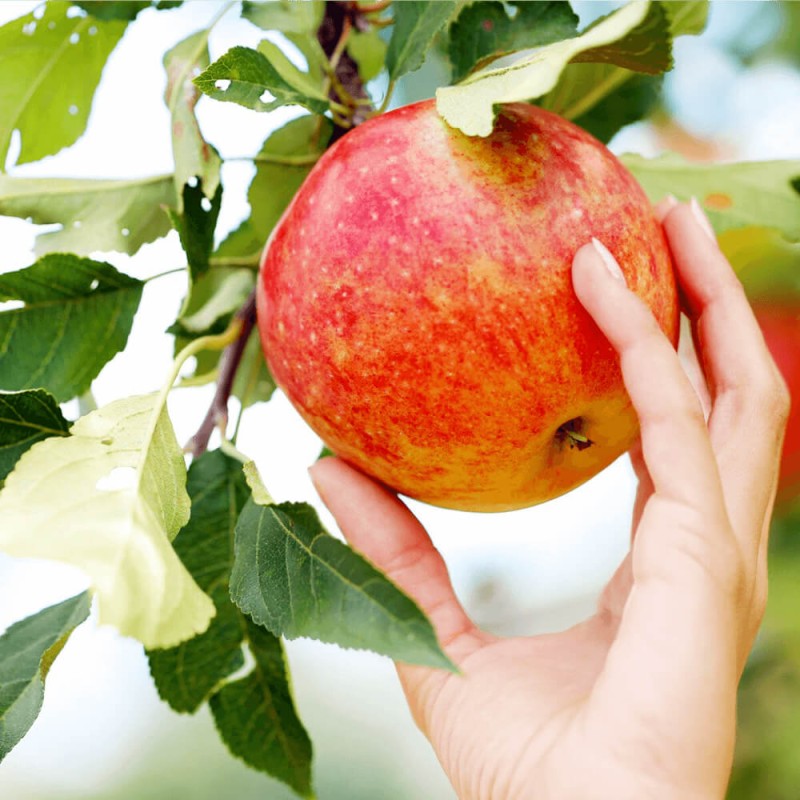 Mini-Jablon-Corquella-Malus-Sadzonka-C3%2C5.png