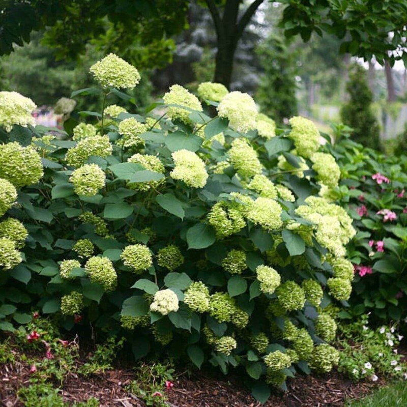 Hortensja drzewiasta Lime Rickey PBR Hydrangea arborescen sadzonka XL- C5 (1).jpg