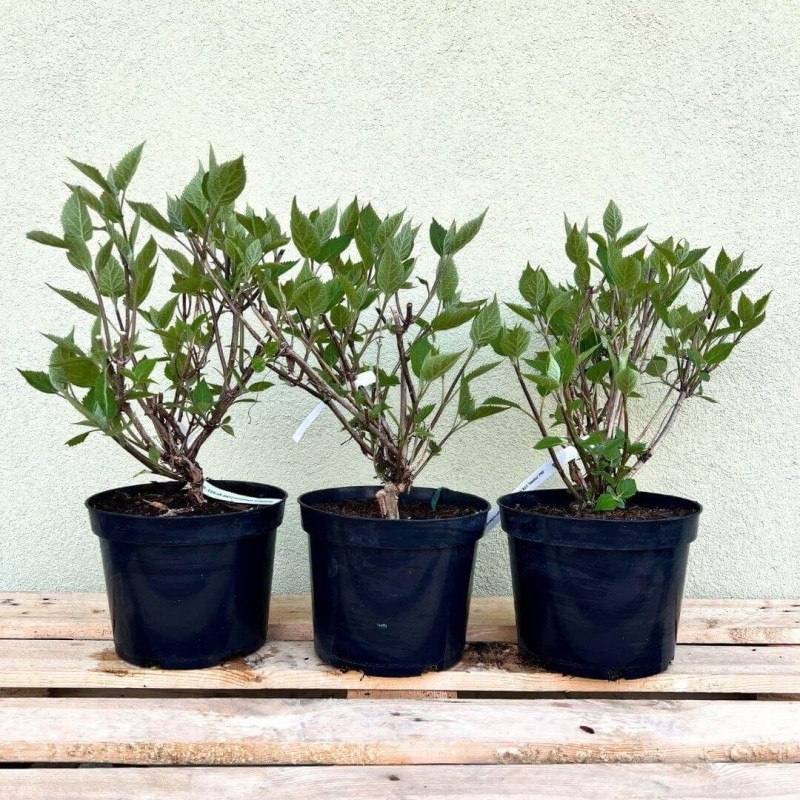 Hortensja drzewiasta Lime Rickey PBR Hydrangea arborescen sadzonka XL- C5 (2).jpg