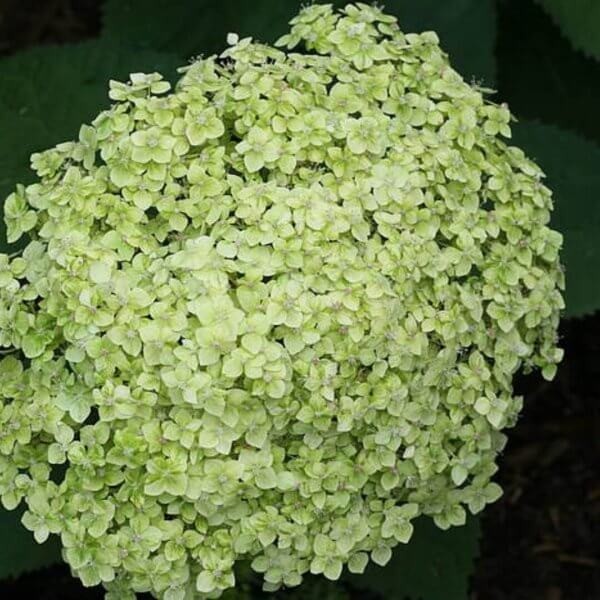 Hortensja drzewiasta Lime Rickey PBR Hydrangea arborescen sadzonka XL- C5 (3).jpg
