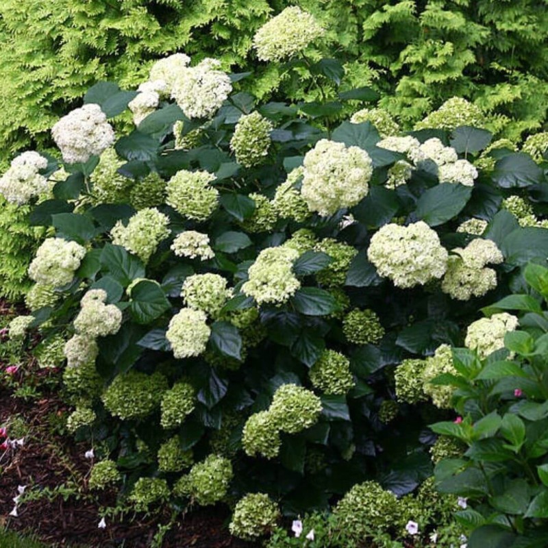 Hortensja drzewiasta Lime Rickey PBR Hydrangea arborescen sadzonka XL- C5 (4).jpg