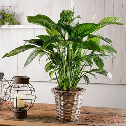 Skrzydłokwiat Silver Cupido roślina domowa P15