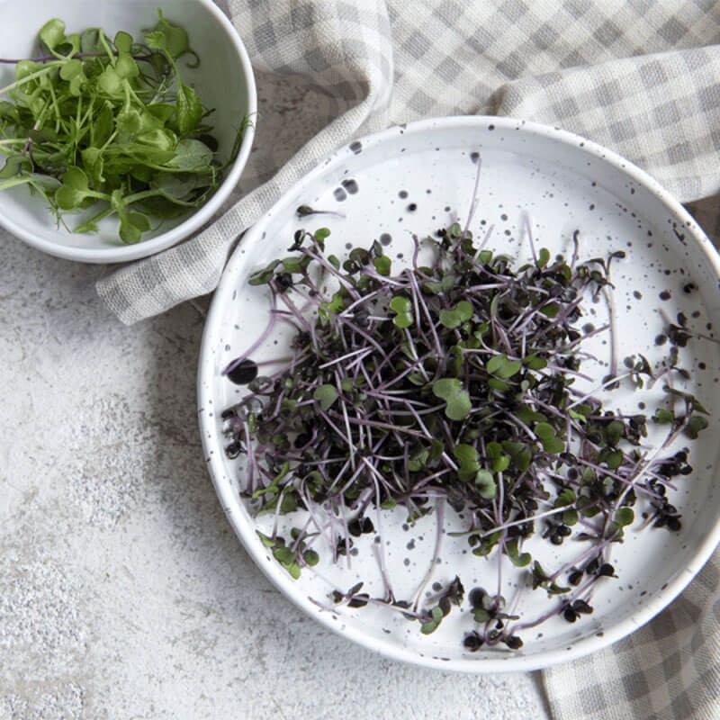 Nasiona na Kiełki Kapusta czerwona 2.JPG