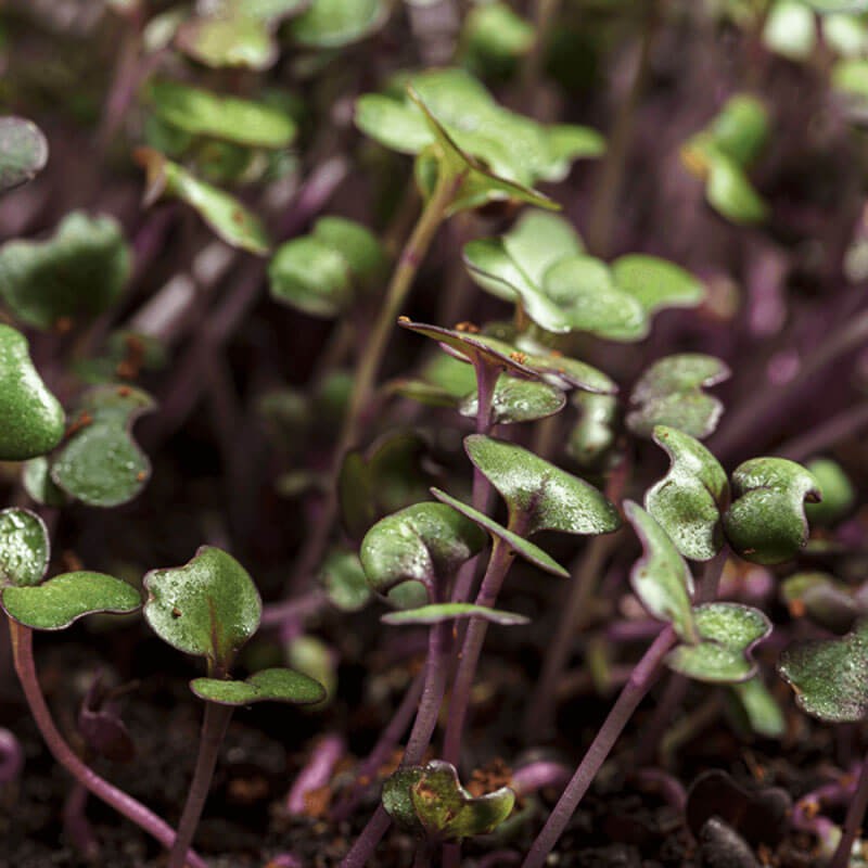 Nasiona na Kiełki Kapusta czerwona 3.JPG