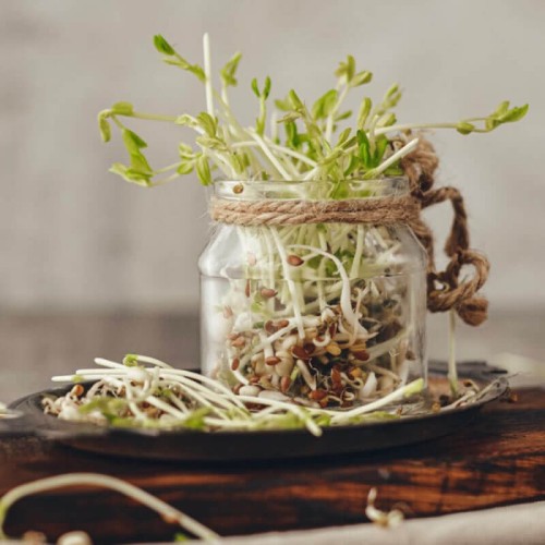 Nasiona na kiełki - Lucerna nasiona 20g