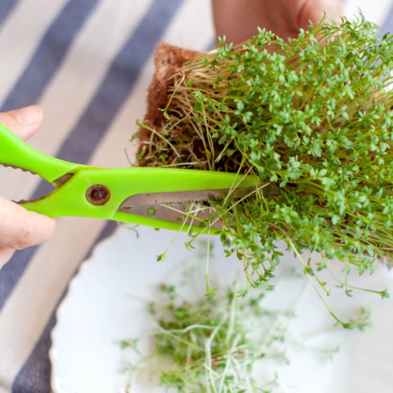 Nasiona na Kiełki - Rukola 2.JPG