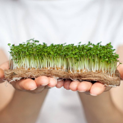 Nasiona na kiełki - Rukola - nasiona 100g Opakowanie XXL