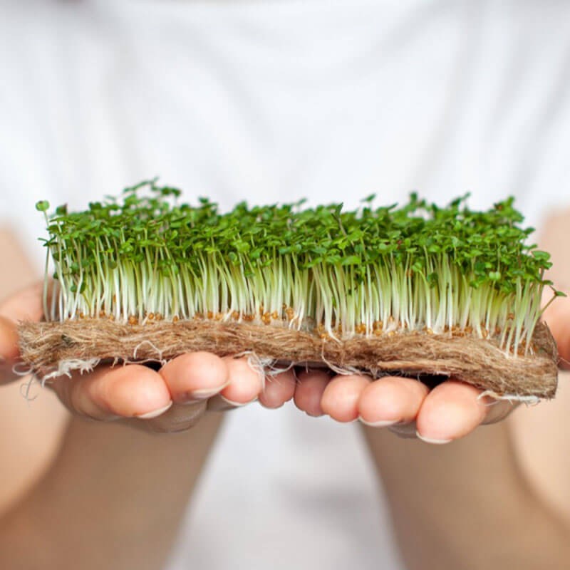 Nasiona na Kiełki - Rukola.JPG