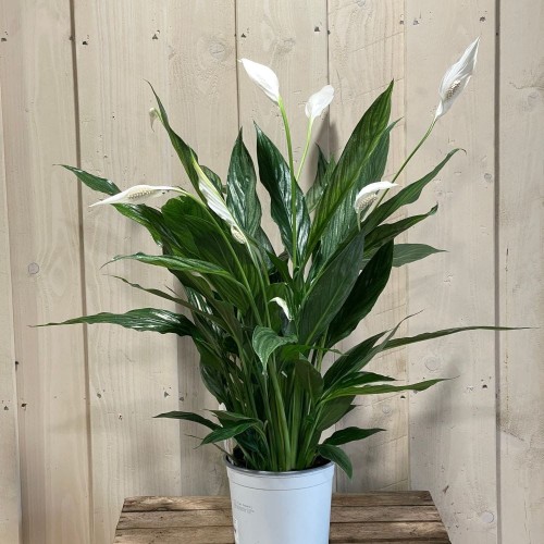 Skrzydłokwiat Pearl Cupido roślina domowa P6