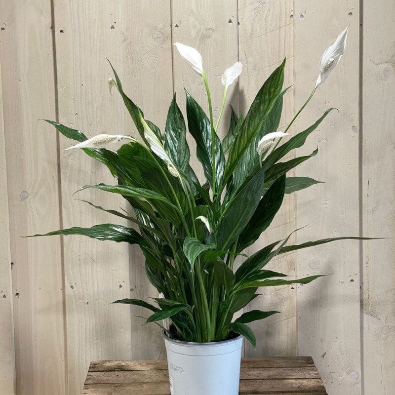 Skrzydłokwiat Pearl Cupido spathiphyllum sklep
