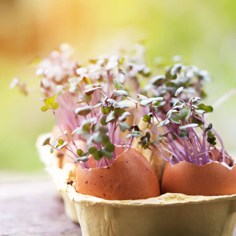 Nasiona na Kiełki - Rzodkiewka 2.JPG