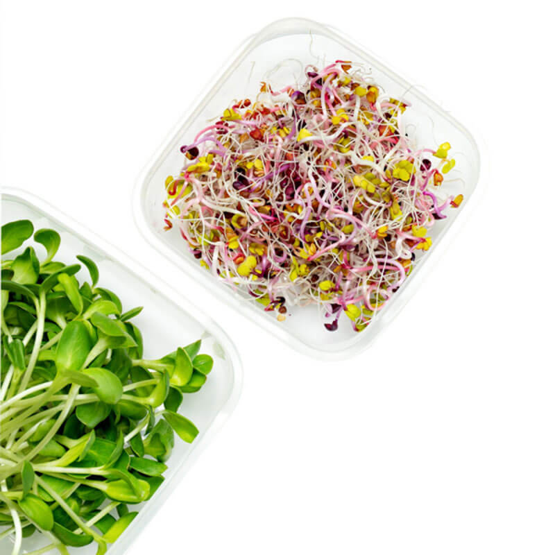 Nasiona na Kiełki - Rzodkiewka 3.JPG