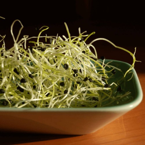 Nasiona na kiełki - Cebula - nasiona 10g