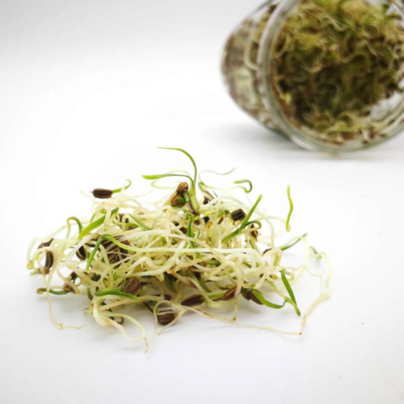 Nasiona na Kiełki - Fenkuł 2.JPG