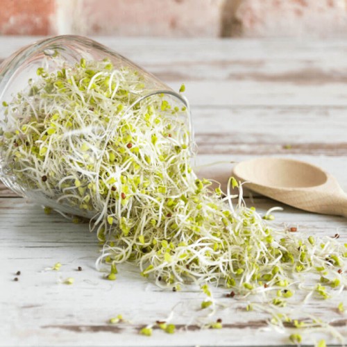 Nasiona na kiełki - Fenkuł 5g