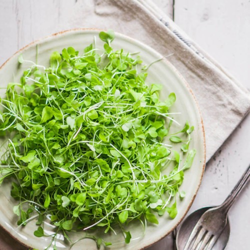 Nasiona na kiełki - Gorczyca Sarepska nasiona 20g