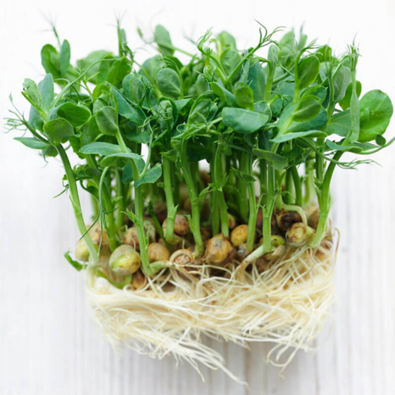 Nasiona na Kiełki - Groch 3.JPG