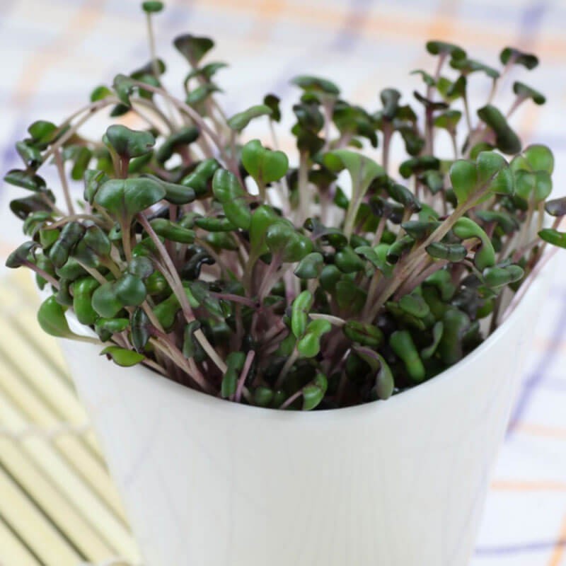 Nasiona na Kiełki - Jarmuż czerwony 3.JPG