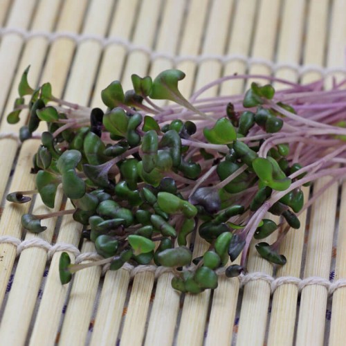 Nasiona na kiełki - Jarmuż czerwony - nasiona 100g