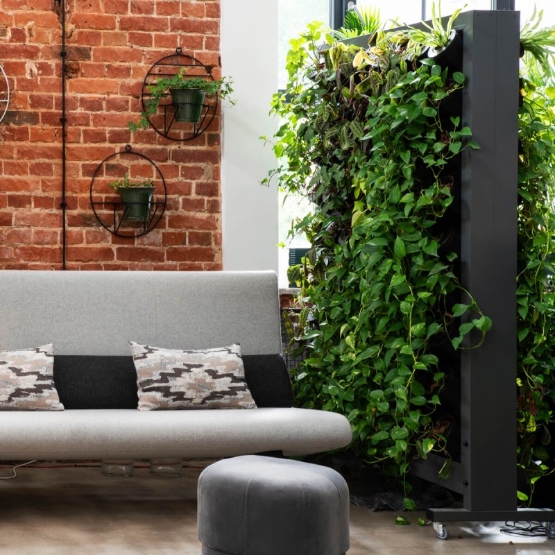 Ficus pnący Variegata mobilna ściana